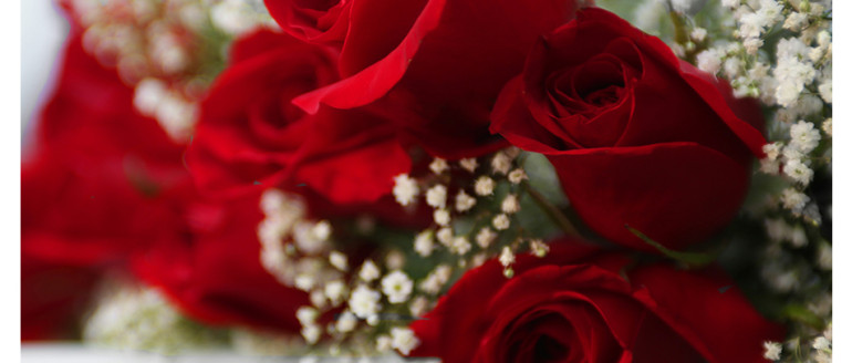 Photography – Roses